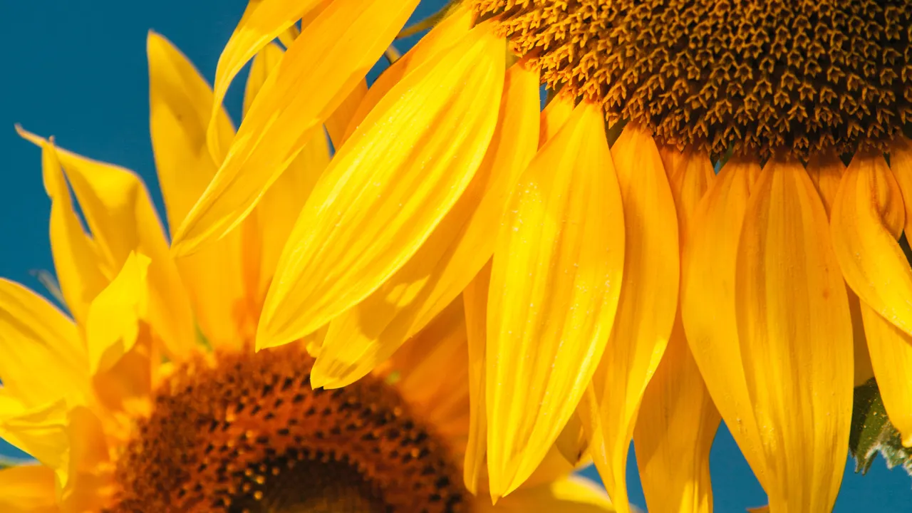 Sunflower Seeds: This Classic Snack Is a Protein Superfood